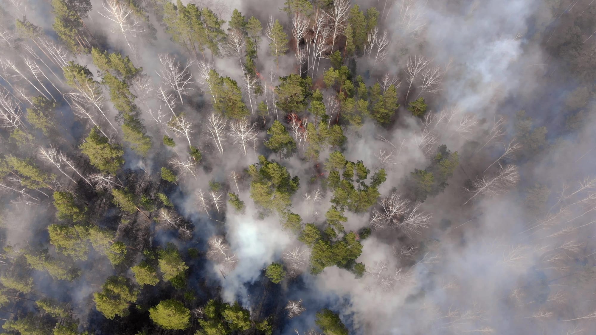 It's an aerial overhead photo of a very smoky Alaska forest fire. The tops of the trees reach above a blue-ish smoke with just a small hint of flames in the top center of the photo.