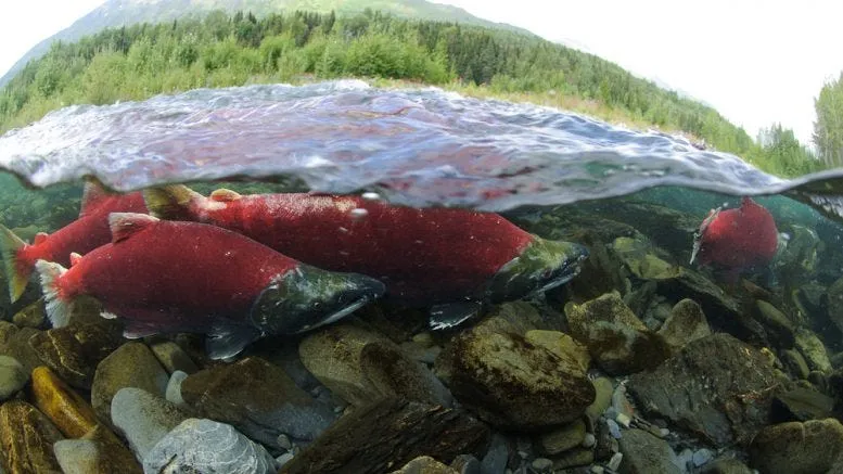 Day 15: EPA delivers long-awaited veto of Pebble Mine